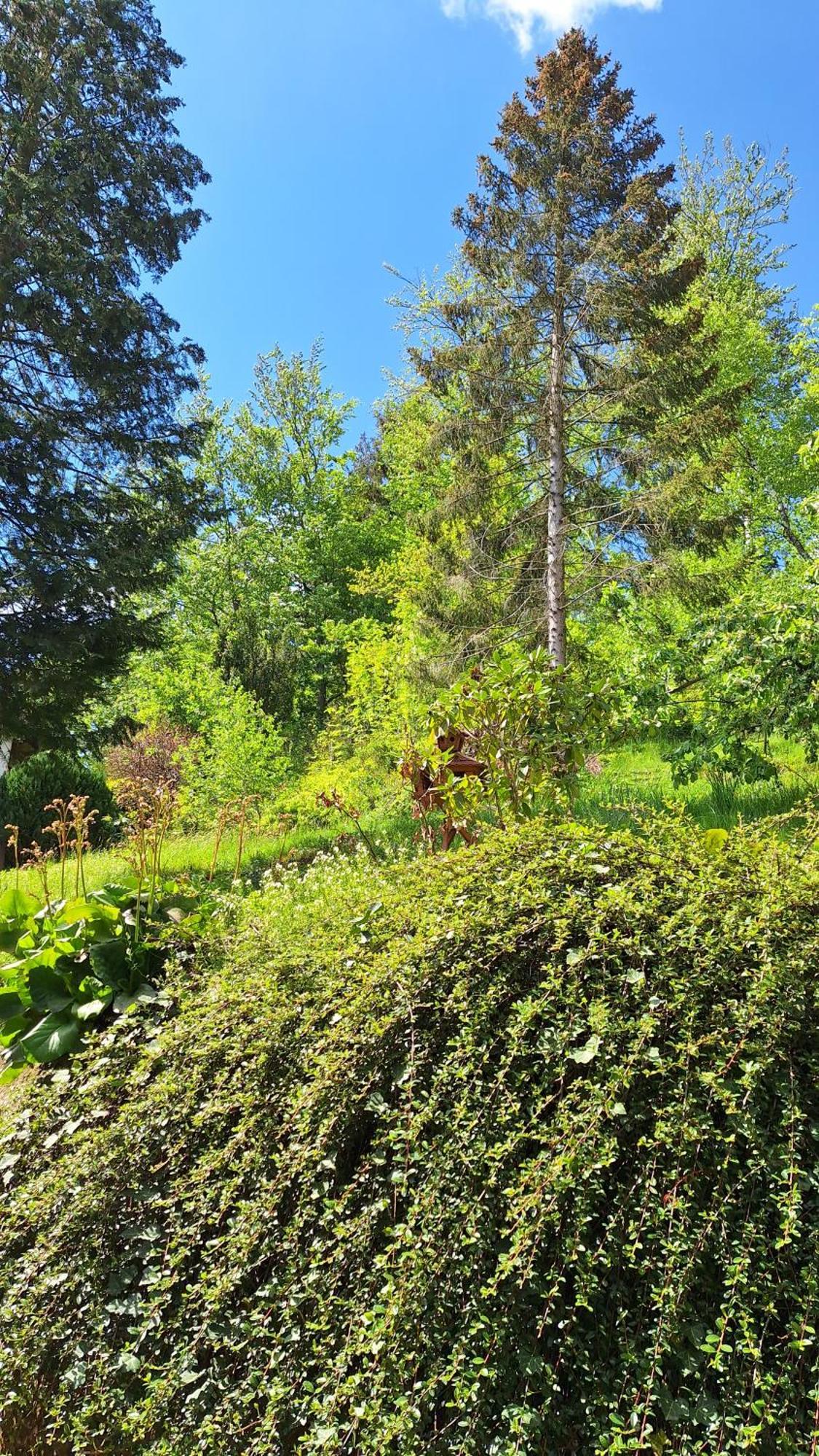 Haus Westharz Goslar Lägenhet Bad Grund Exteriör bild